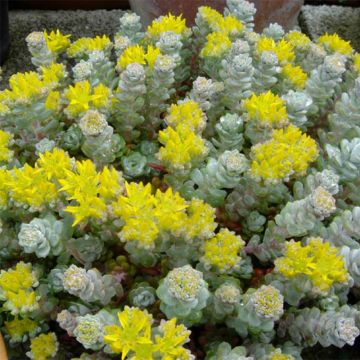 Fetthenne Cape Blanco - Sedum spathulifolium