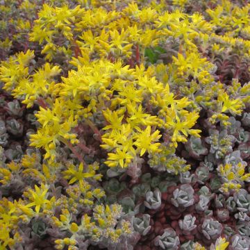 Fetthenne Purpureum - Sedum spathulifolium