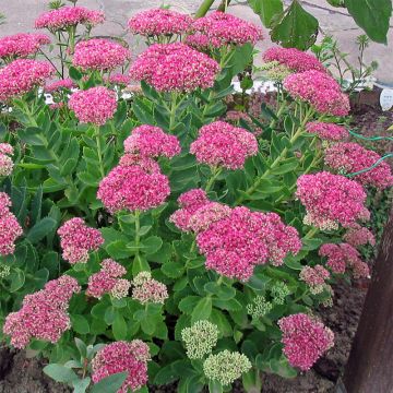 Fetthenne Meteor - Sedum spectabile