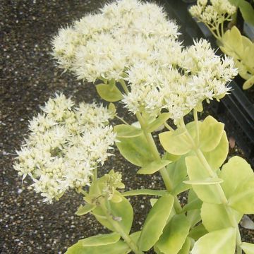 Fetthenne Stardust - Sedum spectabile