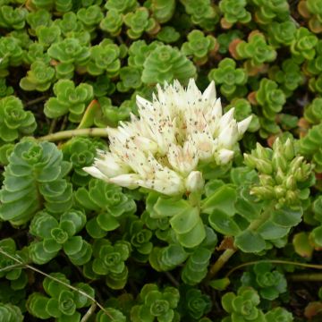 Fetthenne Album Superbum - Sedum spurium