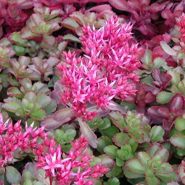 Fetthenne Fuldaglut - Sedum spurium