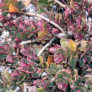 Fetthenne Variegatum - Sedum spurium