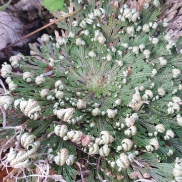 Selaginella lepidophylla - Auferstehungspflanze