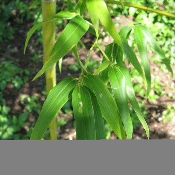 Semiarundinaria fastuosa - Narihira-Bambus