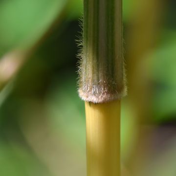 Semiarundinaria yashadake Kimmei - Bambus