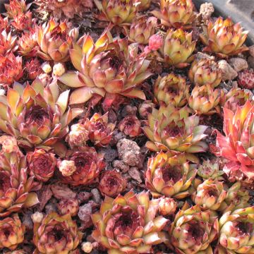 Hauswurz Bronco - Sempervivum