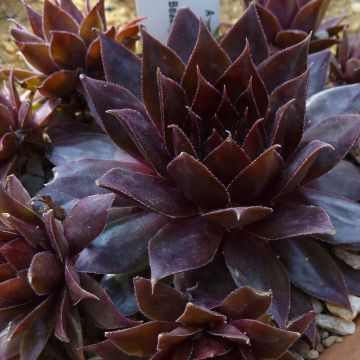 Hauswurz Dark Beauty - Sempervivum