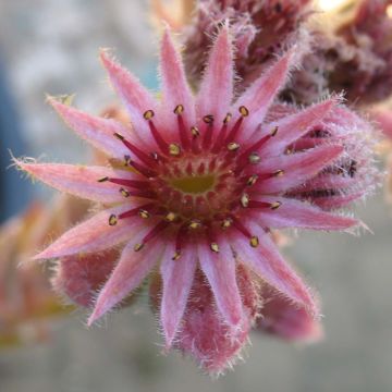 Hauswurz Feldmaier - Sempervivum