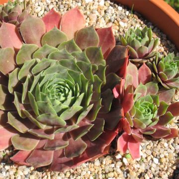 Sempervivum Othello - Joubarbe hybride pourpre.