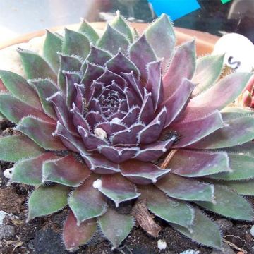 Hauswurz Pilatus - Sempervivum