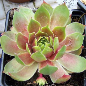 Hauswurz Pseudo-ornatum - Sempervivum