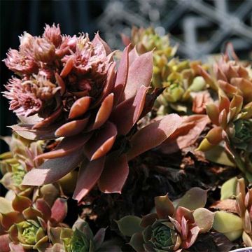 Hauswurz Purple Beauty - Sempervivum