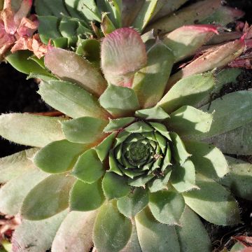 Hauswurz Santis - Sempervivum