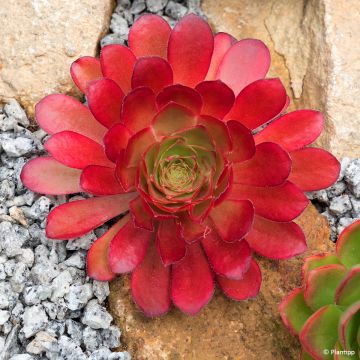 Semponium Sienna - Hybrid-Aeonium