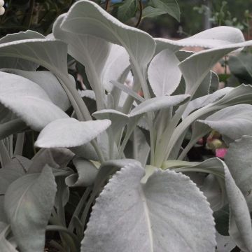 Senecio cineraria var. candicans Angel Wings - Kreuzkraut