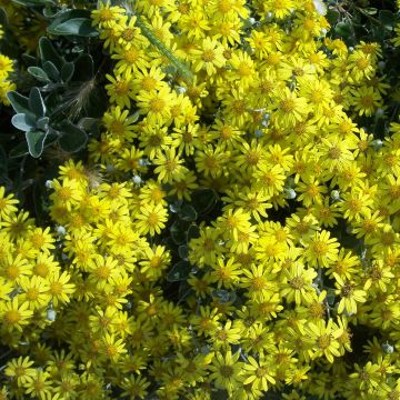 Senecio greyi Sunshine - Kreuzkraut