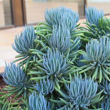 Senecio talinoides subsp. mandraliscae - Kreuzkraut