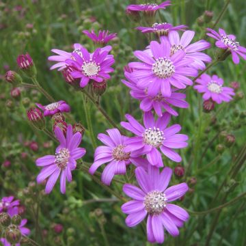 Senecio polyodon - Kreuzkraut