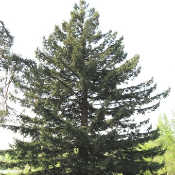 Sequoia sempervirens - Küstenmammutbaum