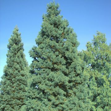 Sequoiadendron giganteum Glaucum - Bergmammutbaum