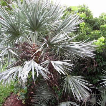 Serenoa repens Silver - Palmier de Floride