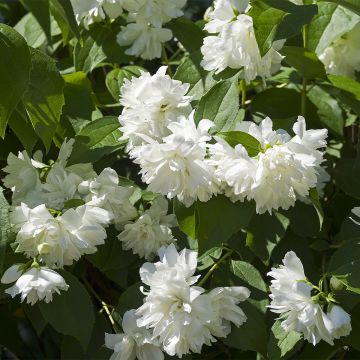 Gefüllter Gartenjasmin Minnesota Snowflake - Philadelphus virginalis