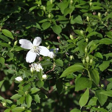 Lemoines Pfeifenstrauch Silberregen - Philadelphus lemoinei