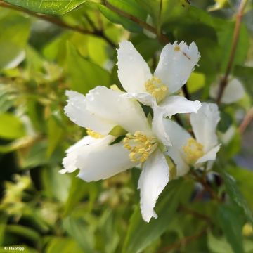 Pfeifenstrauch Mont Blanc - Philadelphus