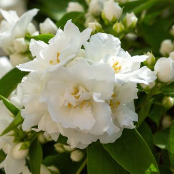 Gefüllter Gartenjasmin Mrs E.L. Robinson - Philadelphus virginalis