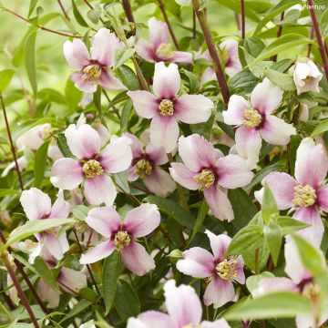 Pfeifenstrauch Petite Perfume Pink - Philadelphus