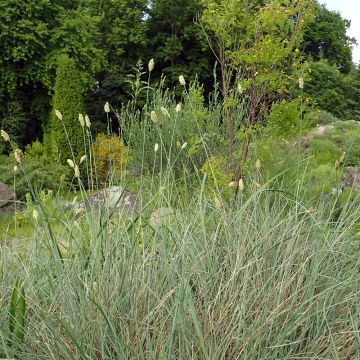 Sesleria argentea - Silberne Kopfgras