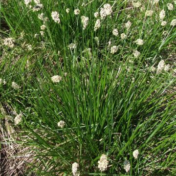 Sesleria heufleriana - Grüne Kopfgras