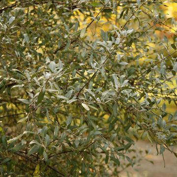 Büffelbeere - Shepherdia argentea