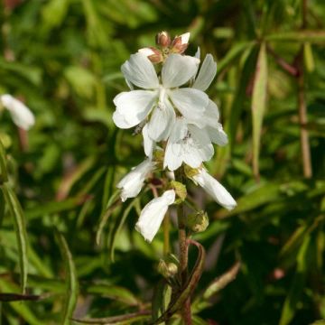 Sidalcea candida - Präriemalve