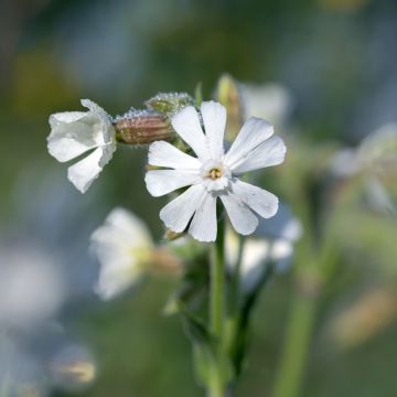 Weiße Lichtnelke (Samen) - Silene latifolia subsp. alba