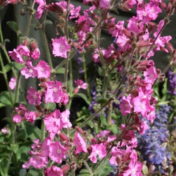 Lichtnelke Rollies Favorite - Silene robotii