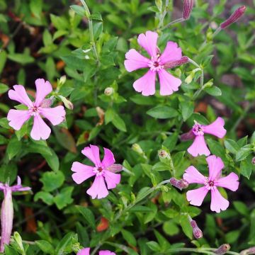 Herbst-Leimkraut - Silene schafta