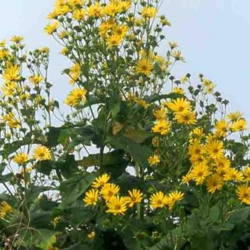 Silphium perfoliatum - Kompaßpflanze