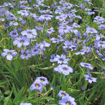 Sisyrinchium bellum - Binsenlilie