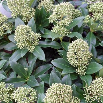 Skimmia japonica Fragrant Cloud