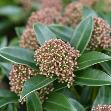 Skimmia japonica 'Marlot'