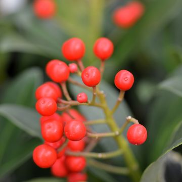 Skimmia japonica Pabella