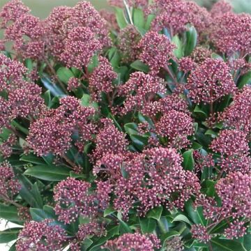 Skimmia japonica Rubesta