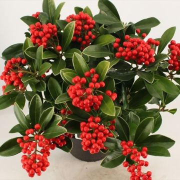 Skimmia japonica Temptation - Skimmie