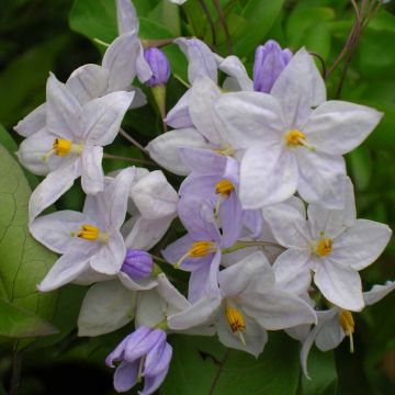 Solanum jasminoides Blue - Jasminblütige Nachtschatten