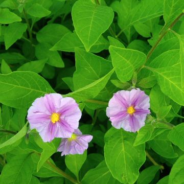 Solanum rantonnetii Charles Pink Star - Enzianstrauch