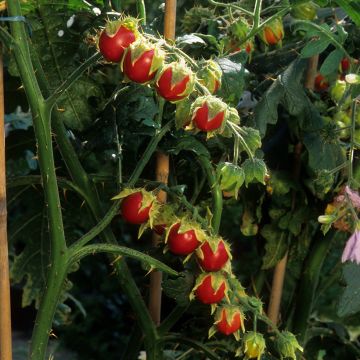 Solanum sisymbriifolium Starbenas - Tomate-litchi, Morelle de Balbis