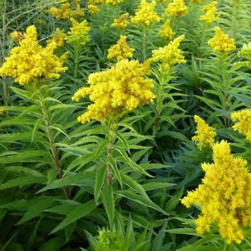 Goldrute Spatgold - Solidago