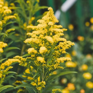 Kanadische Goldrute Golden Baby - Solidago canadensis